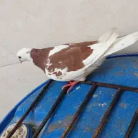 کبوتر شازده تیکه پاره