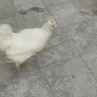 مرغ سلطانی
