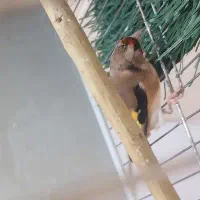 سهره ماده دورگ آماده