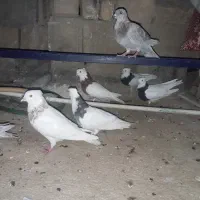 رنگی طوقی