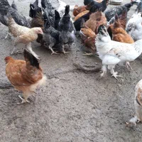 جوجه محلی بومی اصیل|حیوانات مزرعه|احمدسرگوراب, |دیوار