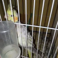 عروس|پرنده|زابل, |دیوار