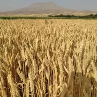 اجاره‌ زمین کشاورزی در دهستان ترن