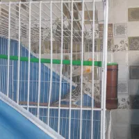 دوعددقناری ماده|پرنده|تربت‌حیدریه, ترمینال|دیوار
