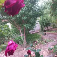 طراحی فضای سبز