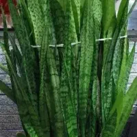 گلهای طبیعی شاداب و زیبا