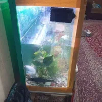 اکواریوم|ماهی|رامهرمز, |دیوار