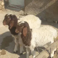 بره نر و ماده