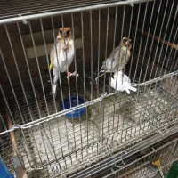 سهره ماده متولد قفس