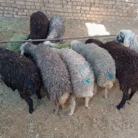 ۸ راس بره نر و ماده پای پروار(میش بز)