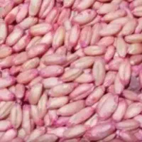 گندم اصلاح شده بزر