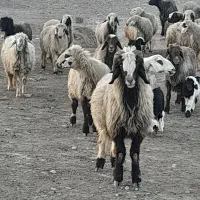 ۲۶راس شیشک میش ترکی داشتی صحرایی بره دار
