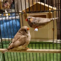 فنچ انگلیسی و اروپایی