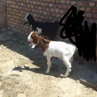 بزغاله ماده