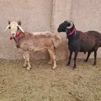 ۲راس عروسک چینی