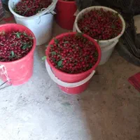 2000متر زمین کشاورزی