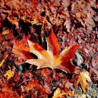 حواله ماشین