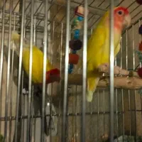 طوطی برزیلی