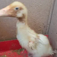 جوجه اردک زرد و بامزه