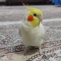 عروس هلندی لوتینو سخنگو رام ودستی|پرنده|الشتر, |دیوار