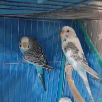 مرغ عشق
