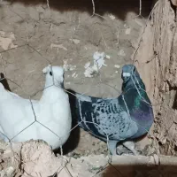 کفتر پرشی