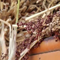 فروش جارو|لوازم نظافت|آشخانه, |دیوار