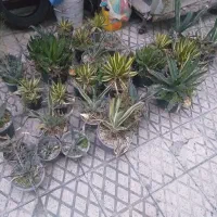 کاکتوس در انواع مختلف