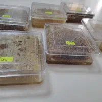 عسل خوش طعم