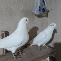 تهرانی چش نوک