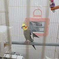 دو عروس هلندی سخنگو|پرنده|تربت‌حیدریه, حسنی بالا|دیوار