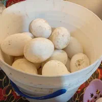 تخم قوغاز اصل