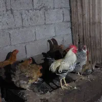 مرغ محلی تخم گذار|حیوانات مزرعه|رودبنه, |دیوار