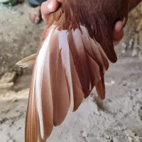 دم سفید ماده|پرنده|خرمشهر, |دیوار