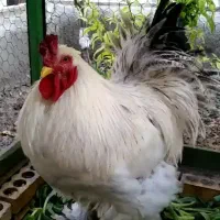 یک جفت مرغ برهما فقط 4میلیون پانصد