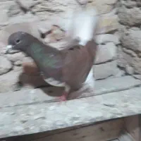 کبوتر سرخ پشت  شیرازی خوشرنگ