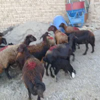 سلام ۱۵ راس میش بره دار شکم دوم سوم