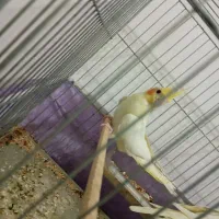 ۳ عدد عروس هلندی|پرنده|نقده, |دیوار