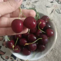 گیلاس تک دانه