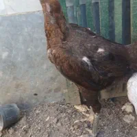 مرغ لاری ۱ ساله اصل