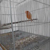 قناری آهویی سرخ نر