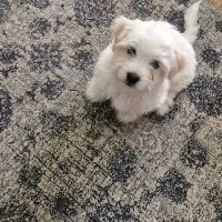 سگ فانتزی شیتزو