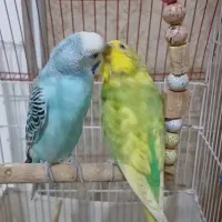 مرغ عشق جفت نر و ماده|پرنده|خلخال, |دیوار