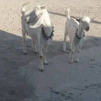 بزبابزغاله ماده بشرط وشیرا درشت میش بره سانن