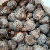 پیاز نرگس تمام شهلا و یکدست درشت