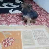 سگ کوکونی آلمانی نر اصیل|سگ|رشت, سعدی (تختی)|دیوار