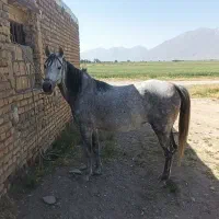فروش یک راس اسب