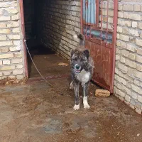 سگ ا|سگ|اراک, |دیوار