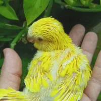 راهب سرلاکی جوجه زرد