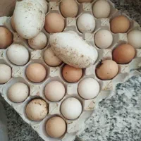 فروش تخم مرغ بومی وتخم غاز